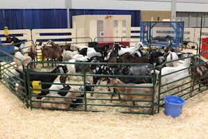 第95届皇家冬季农业博览会